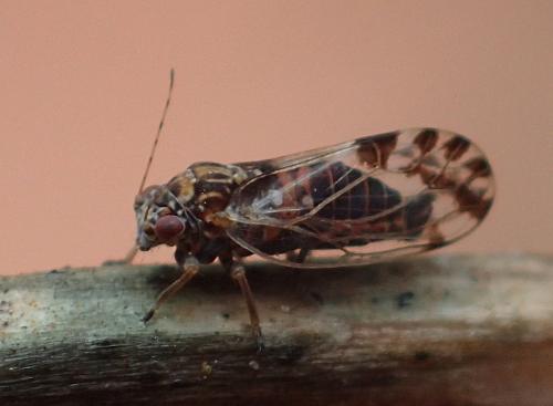 Réf. 204 903 : Cacopsylla pulchella
